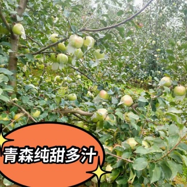 青森苹果纯甜多汁清香适口