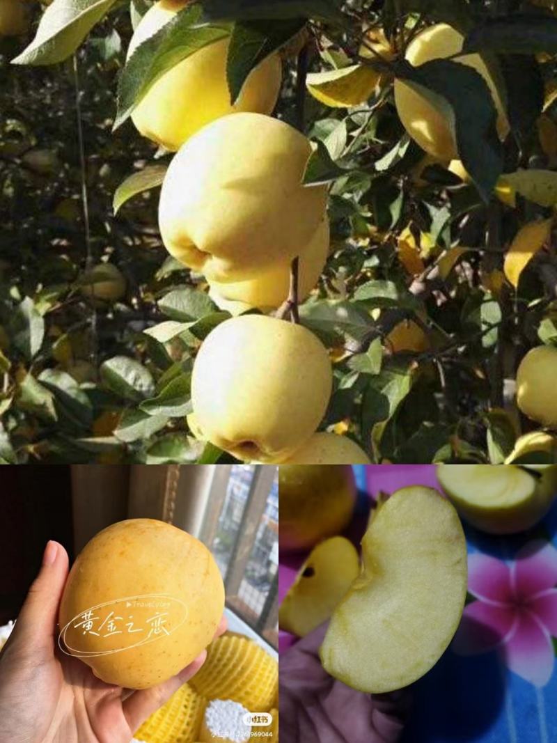 青森苹果纯甜多汁清香适口