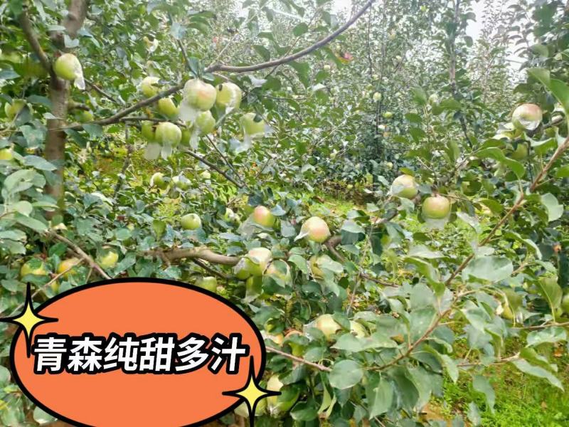青森苹果纯甜多汁清香适口