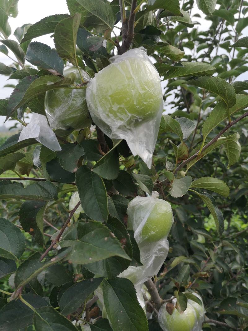 青森苹果纯甜多汁清香适口