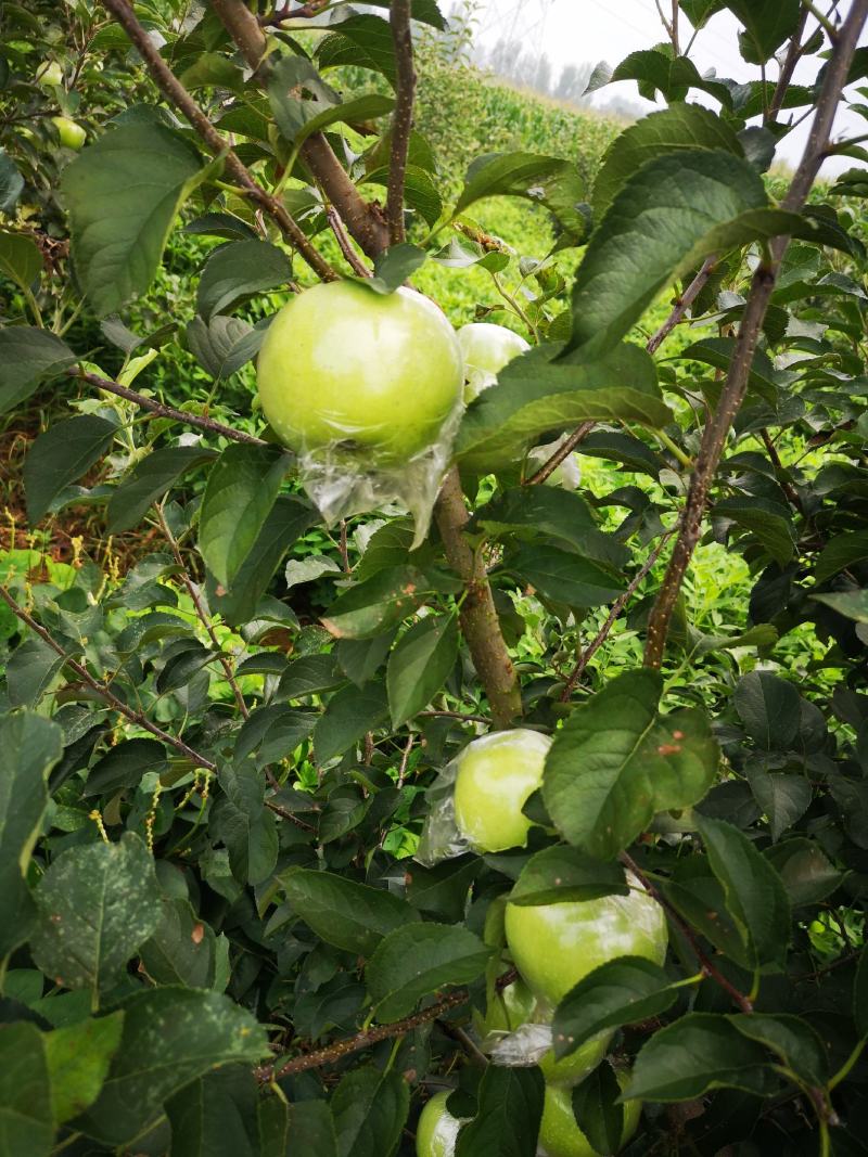 青森苹果纯甜多汁清香适口