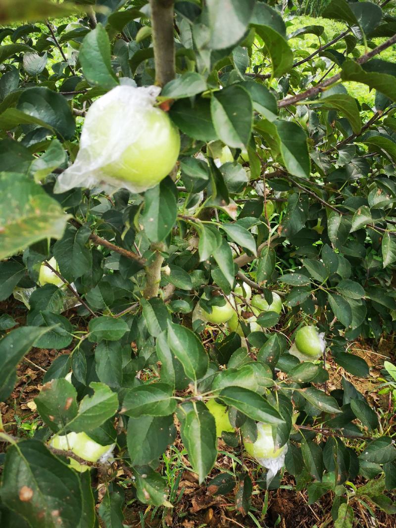 青森苹果纯甜多汁清香适口