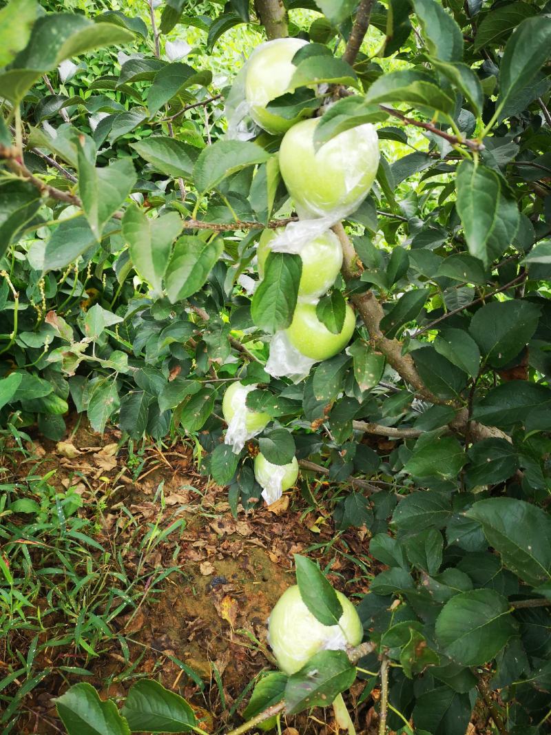 青森苹果纯甜多汁清香适口