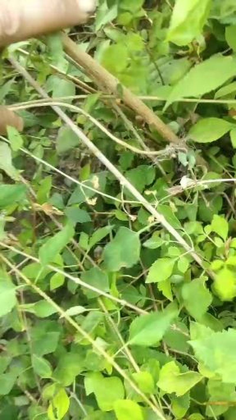 【热卖】连翘苗高产药用连翘苗基地直发提供技术支持
