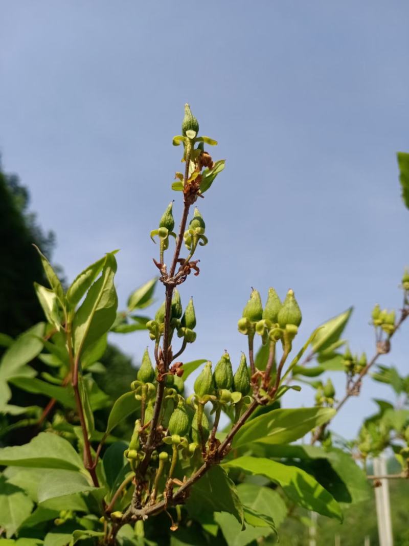 【热卖】连翘苗高产药用连翘苗基地直发提供技术支持