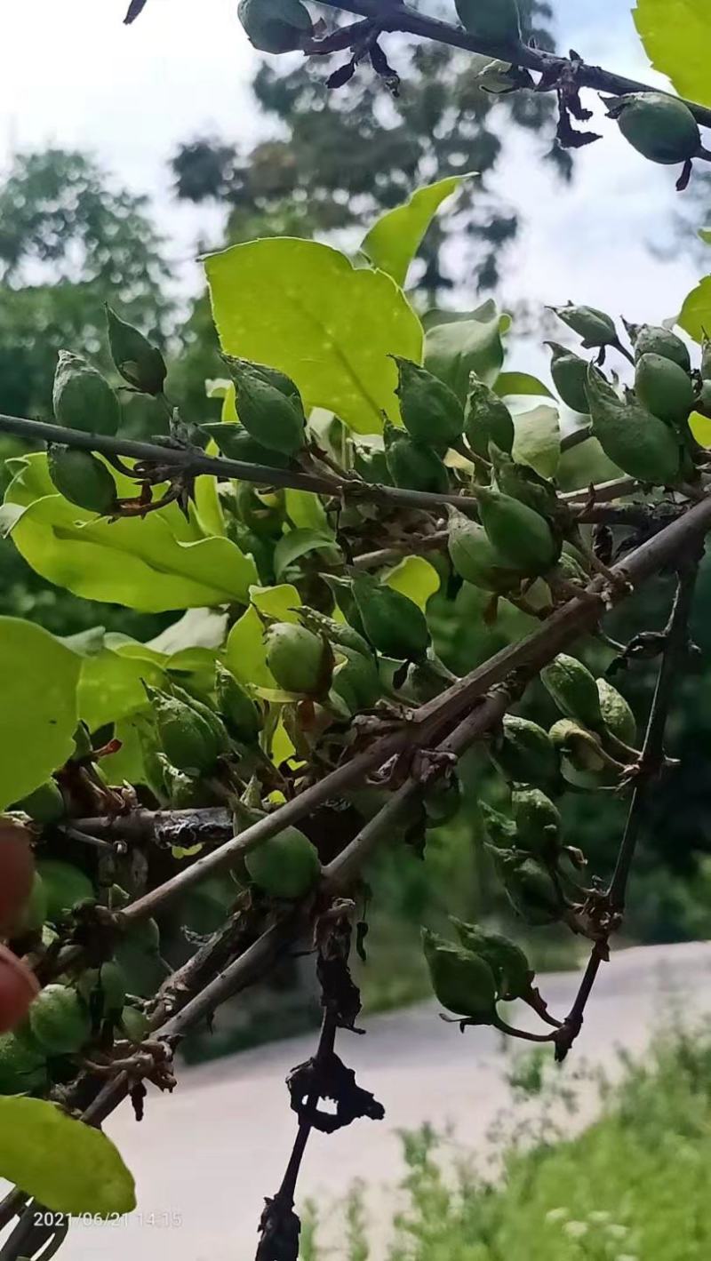 【热卖】连翘苗高产药用连翘苗基地直发提供技术支持