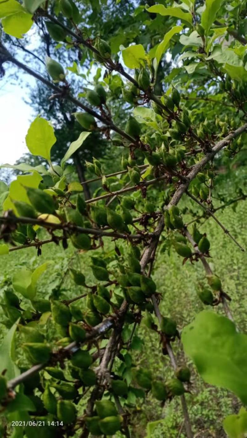 【热卖】连翘苗高产药用连翘苗基地直发提供技术支持