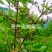 【热卖】连翘苗高产药用连翘苗基地直发提供技术支持