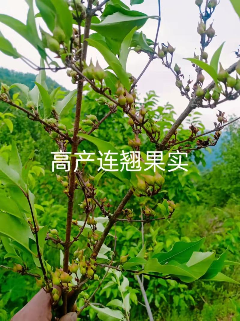 【热卖】连翘苗高产药用连翘苗基地直发提供技术支持