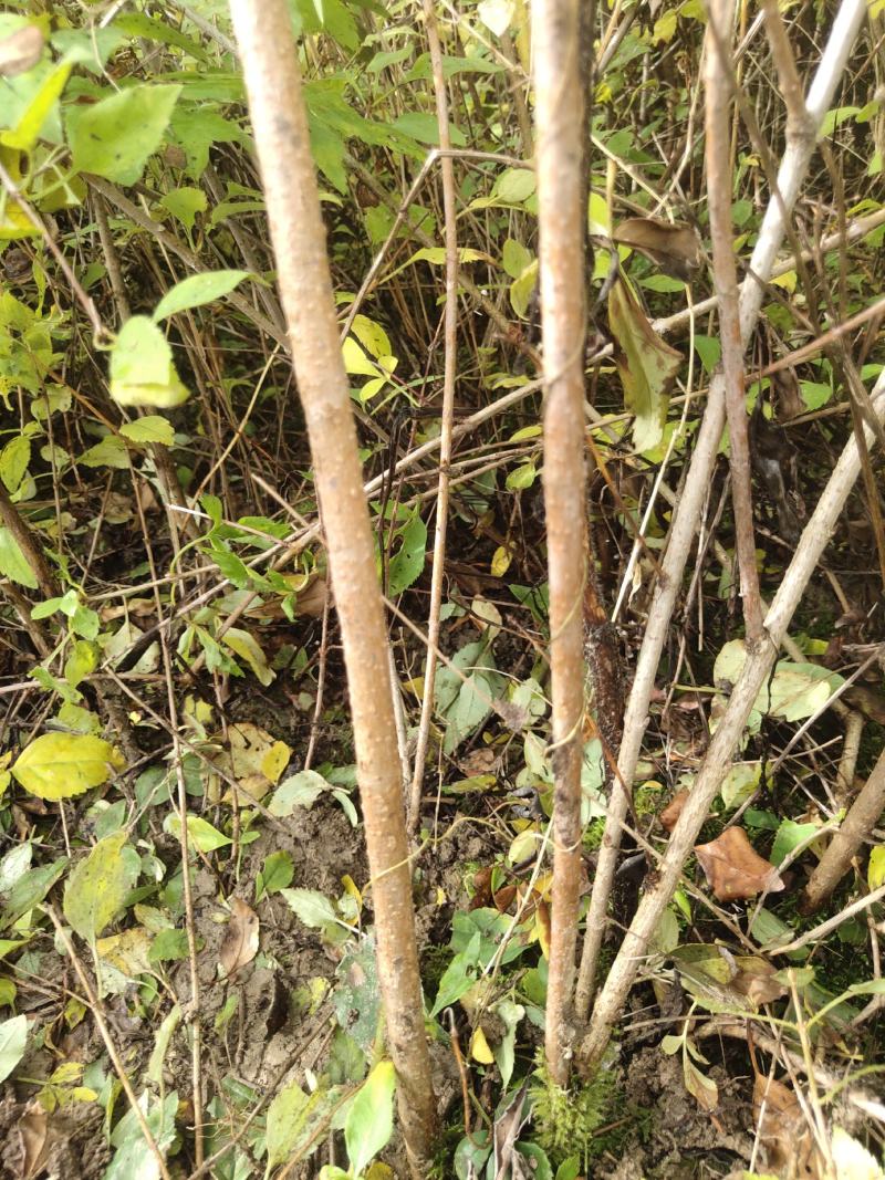 【热卖】连翘苗高产药用连翘苗基地直发提供技术支持