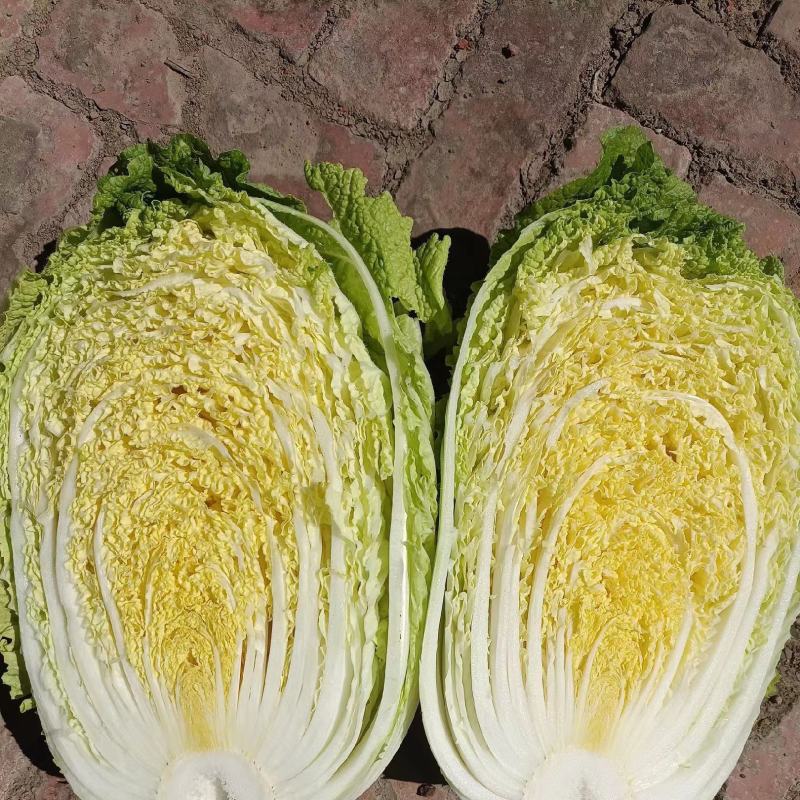 黄心白菜，黑龙江产地发货，大量上市有要的联系我