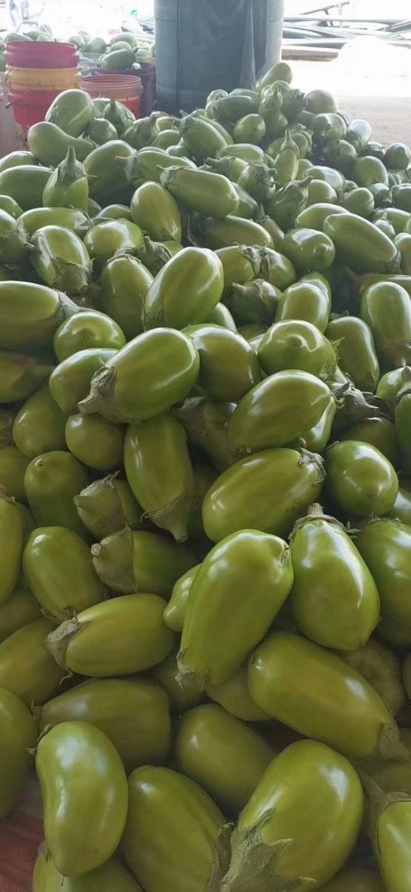 湖北随州优质绿茄精品绿茄基地供货欢迎电话联系