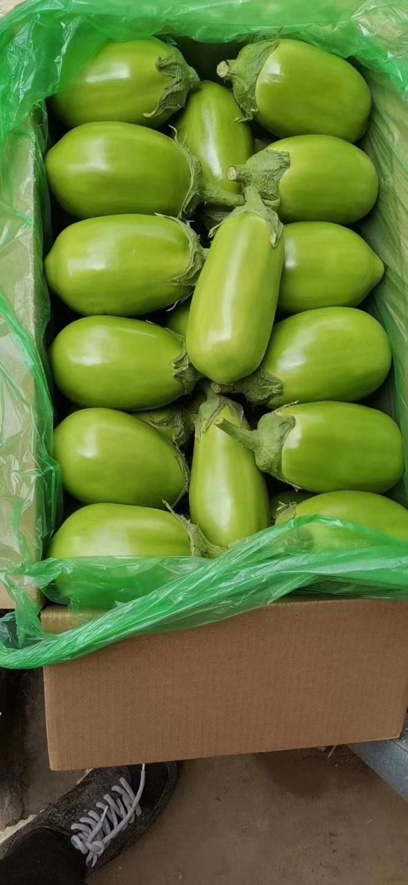 湖北随州优质绿茄精品绿茄基地供货欢迎电话联系