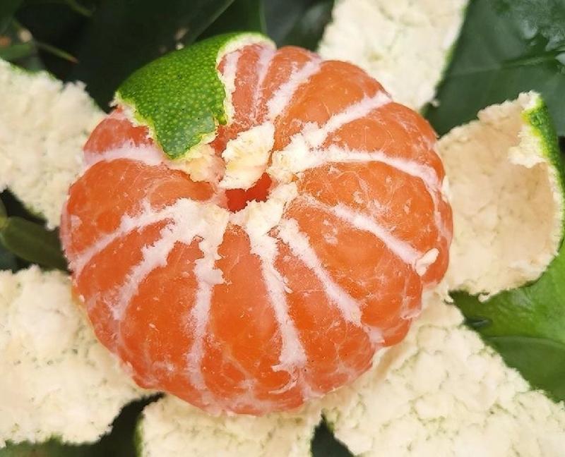 蜜橘！本地特早熟蜜橘大量上市，欢迎新老客户选购！