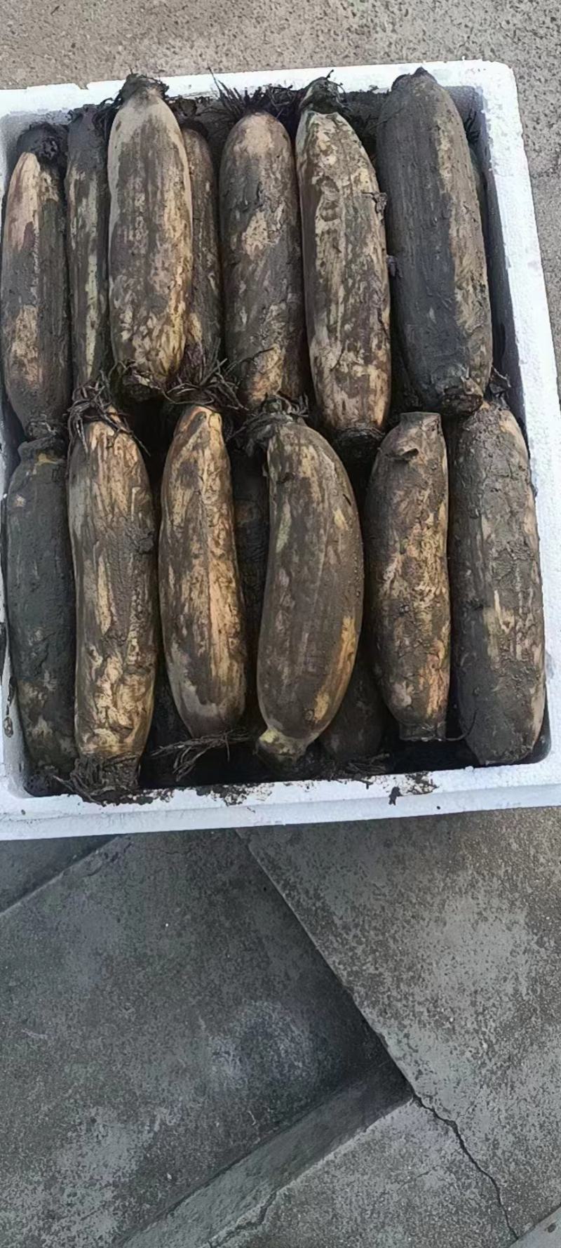 洪湖莲藕大量上市，货源充足，量大价优，欢迎采购