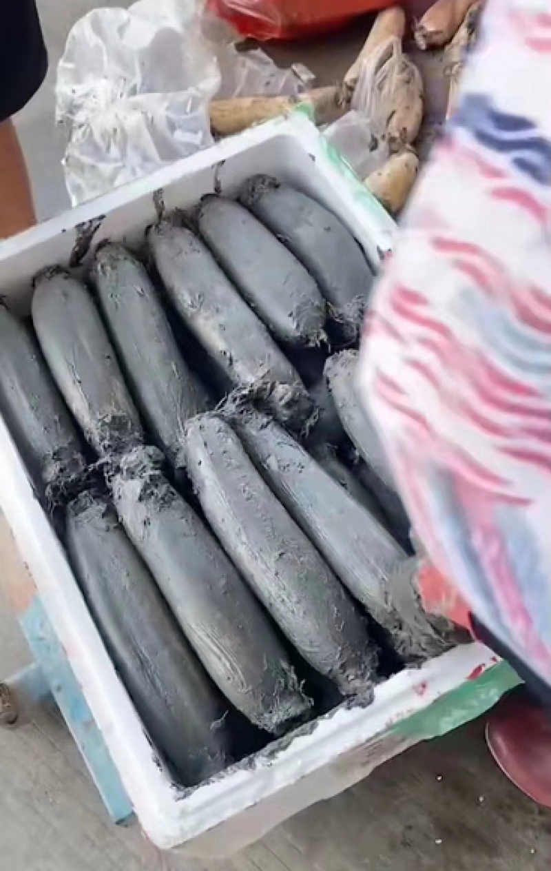 洪湖莲藕大量上市，货源充足，量大价优，欢迎采购