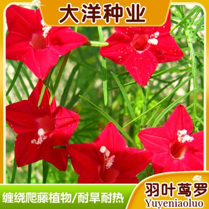 羽叶莺萝种子羽叶茑萝种子四季庭院爬藤植物易活花卉开花不断