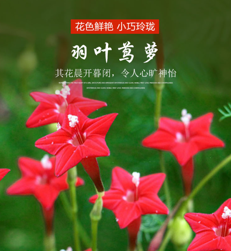 羽叶莺萝种子羽叶茑萝种子四季庭院爬藤植物易活花卉开花不断