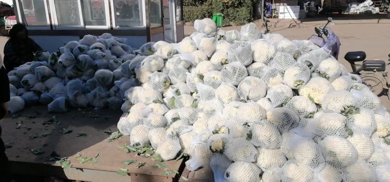 【精选】精品菜花产地直供代办电商供应量大优惠全国发货