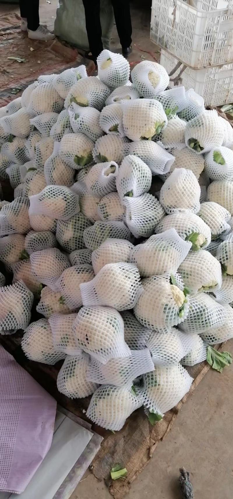 【精选】精品菜花产地直供代办电商供应量大优惠全国发货