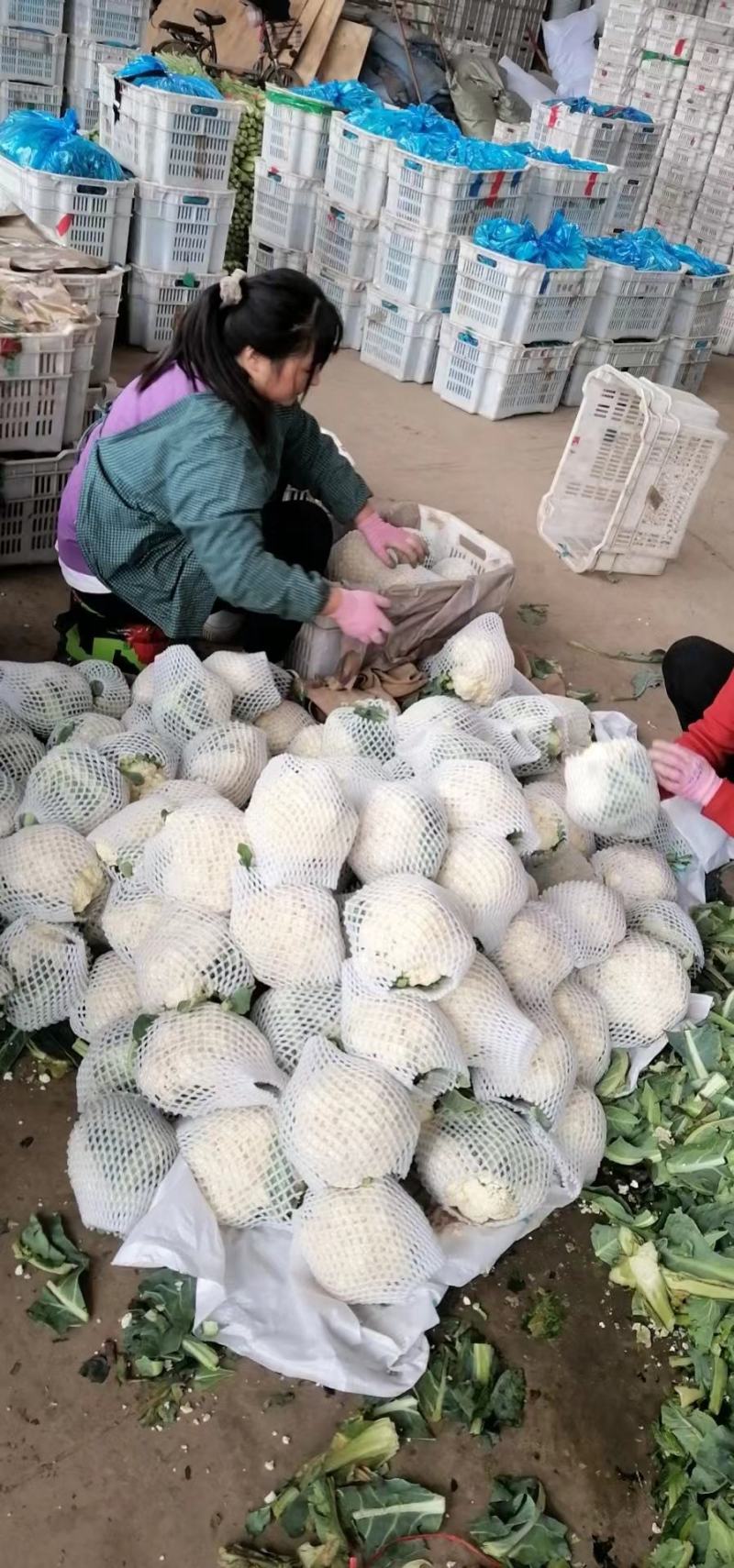【精选】精品菜花产地直供代办电商供应量大优惠全国发货