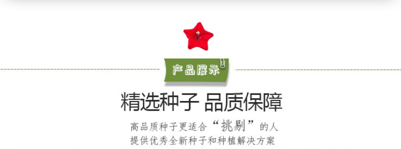 羽叶莺萝种子羽叶茑萝种子四季庭院爬藤植物易活花卉开花不断