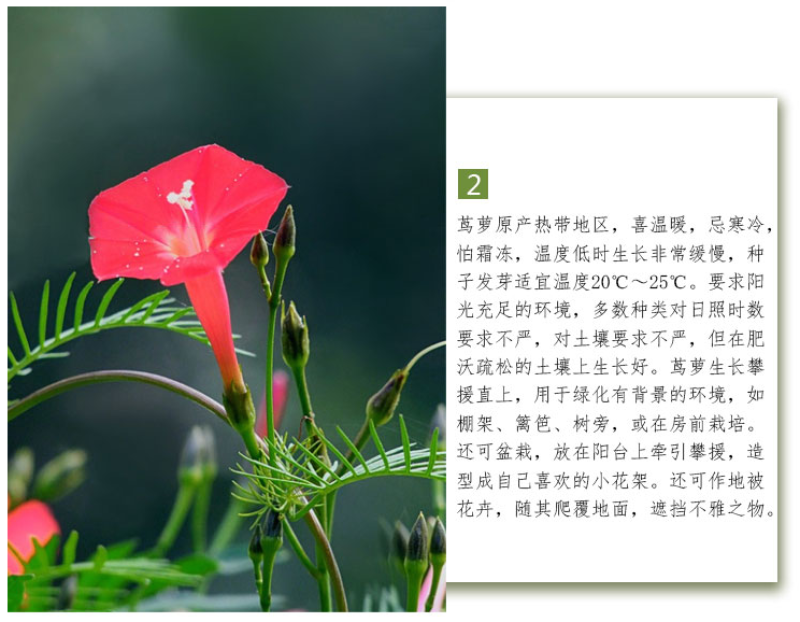 羽叶莺萝种子羽叶茑萝种子四季庭院爬藤植物易活花卉开花不断