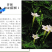 羽叶莺萝种子羽叶茑萝种子四季庭院爬藤植物易活花卉开花不断