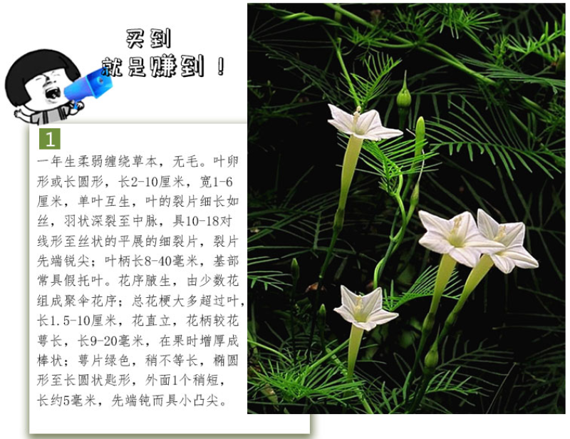 羽叶莺萝种子羽叶茑萝种子四季庭院爬藤植物易活花卉开花不断