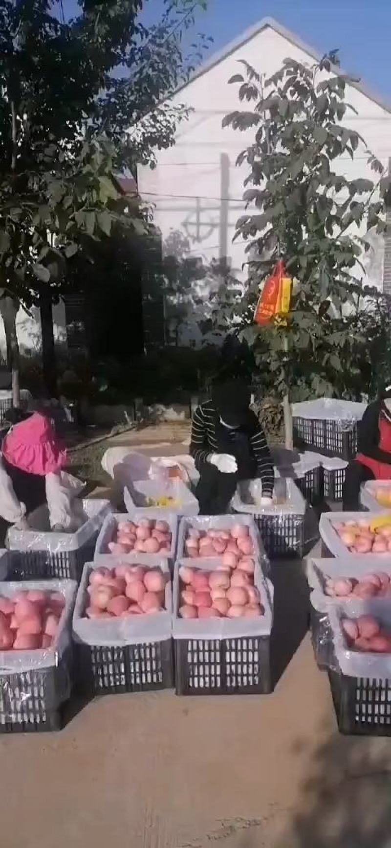 陕甘高原红富士大量订货中，可实地看货，现货商品果