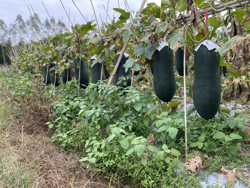 黑皮冬瓜种植现场