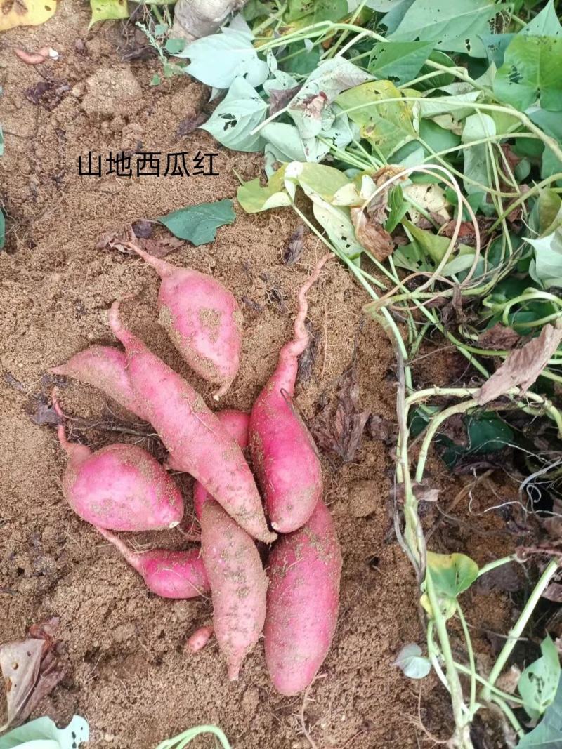 卢龙山地沙土地西瓜红