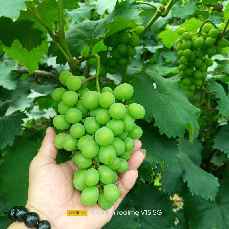 专业梳果团队！专梳阳光玫瑰葡萄！专梳夏黑葡萄！！！！