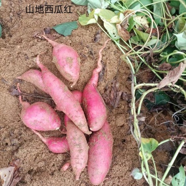 卢龙山地沙土地西瓜红