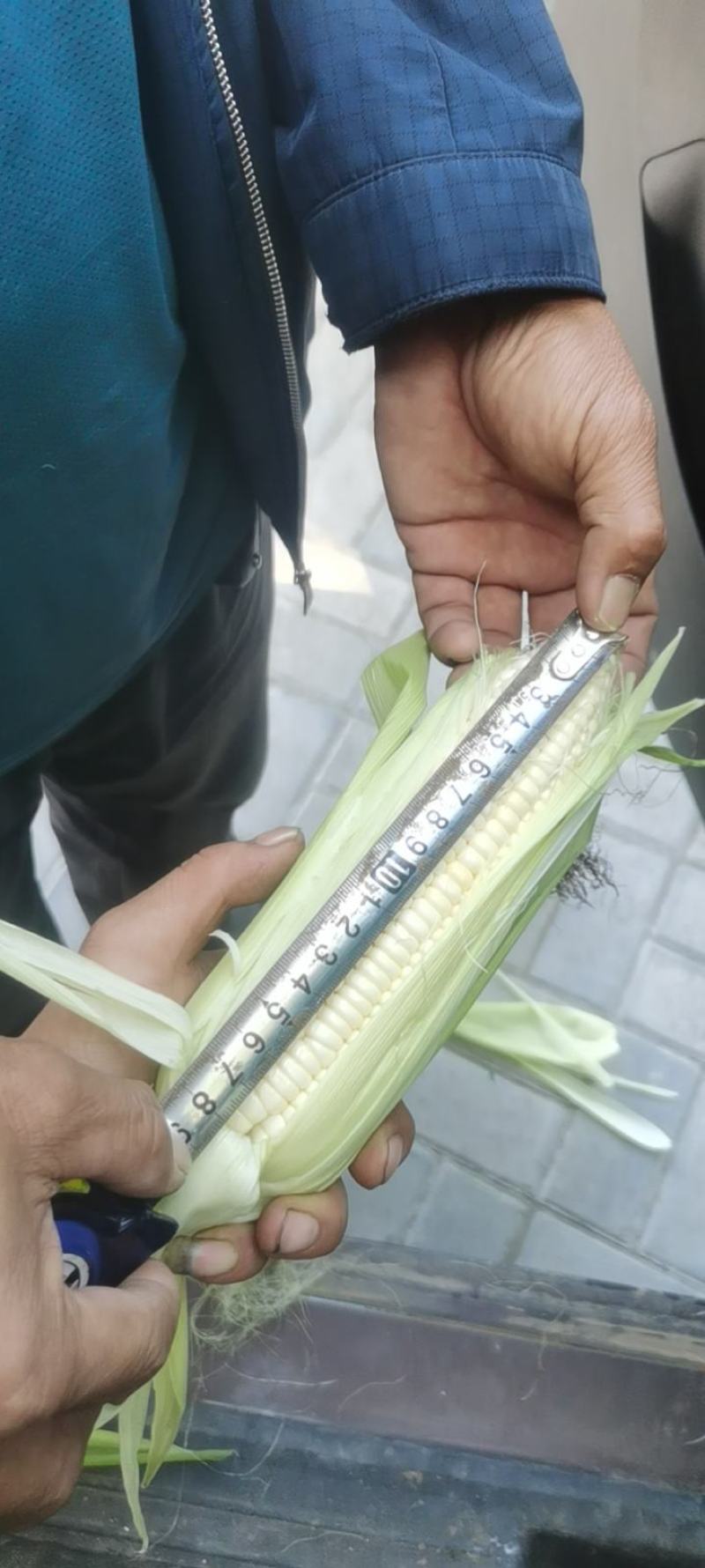 鲜玉米万糯二千