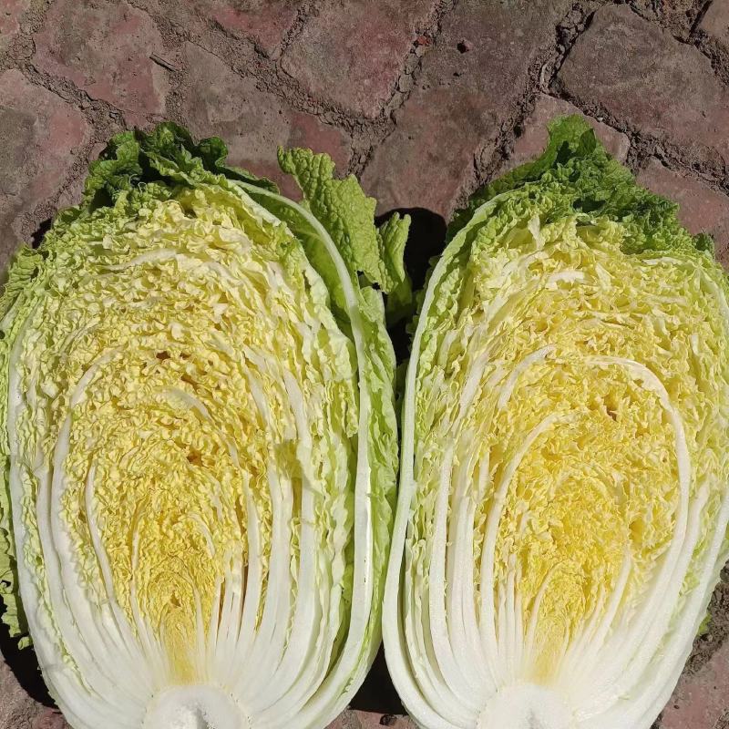 黄心白菜，黑龙江产地发货，大量上市有要的联系我