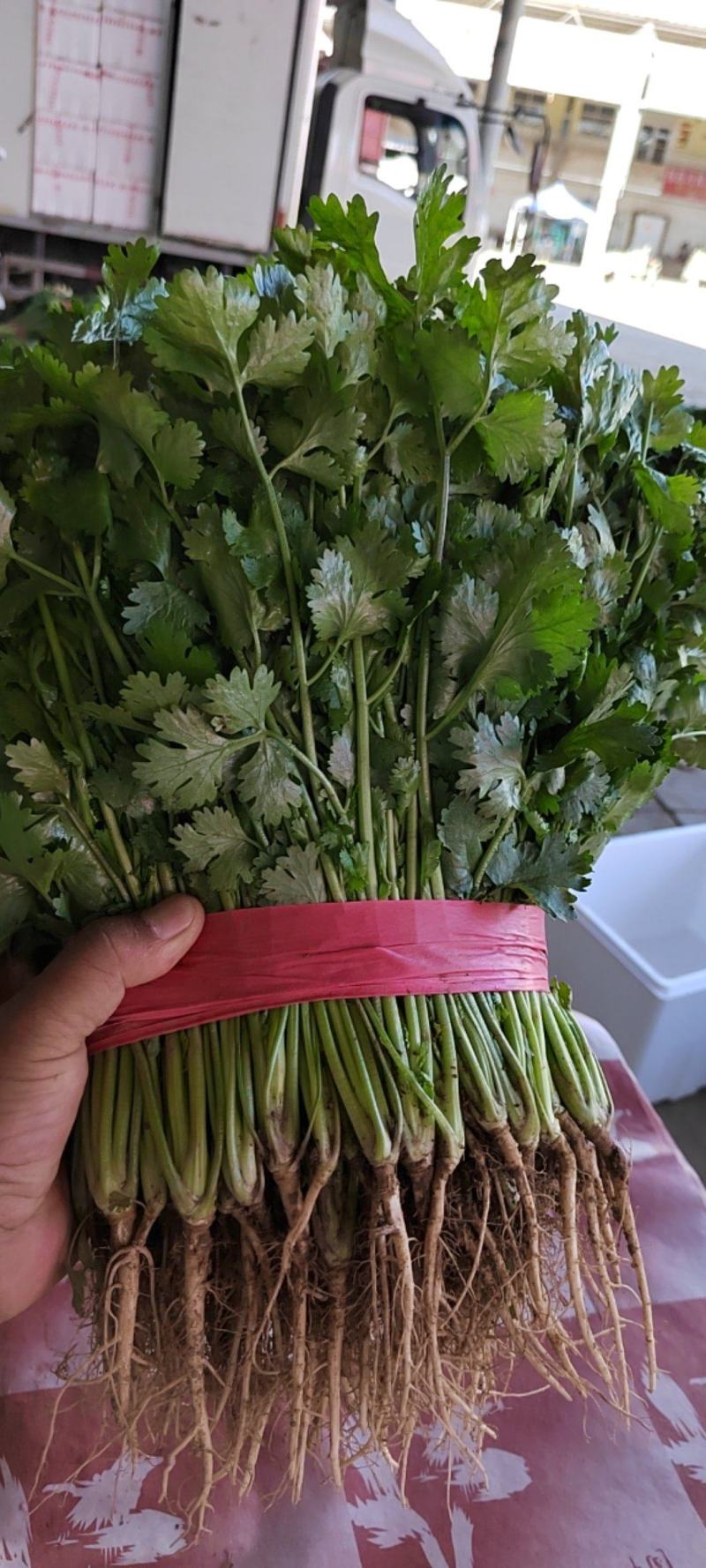 大叶香菜，根粗杆绿，颜色深绿可供山东河南各大市场超市