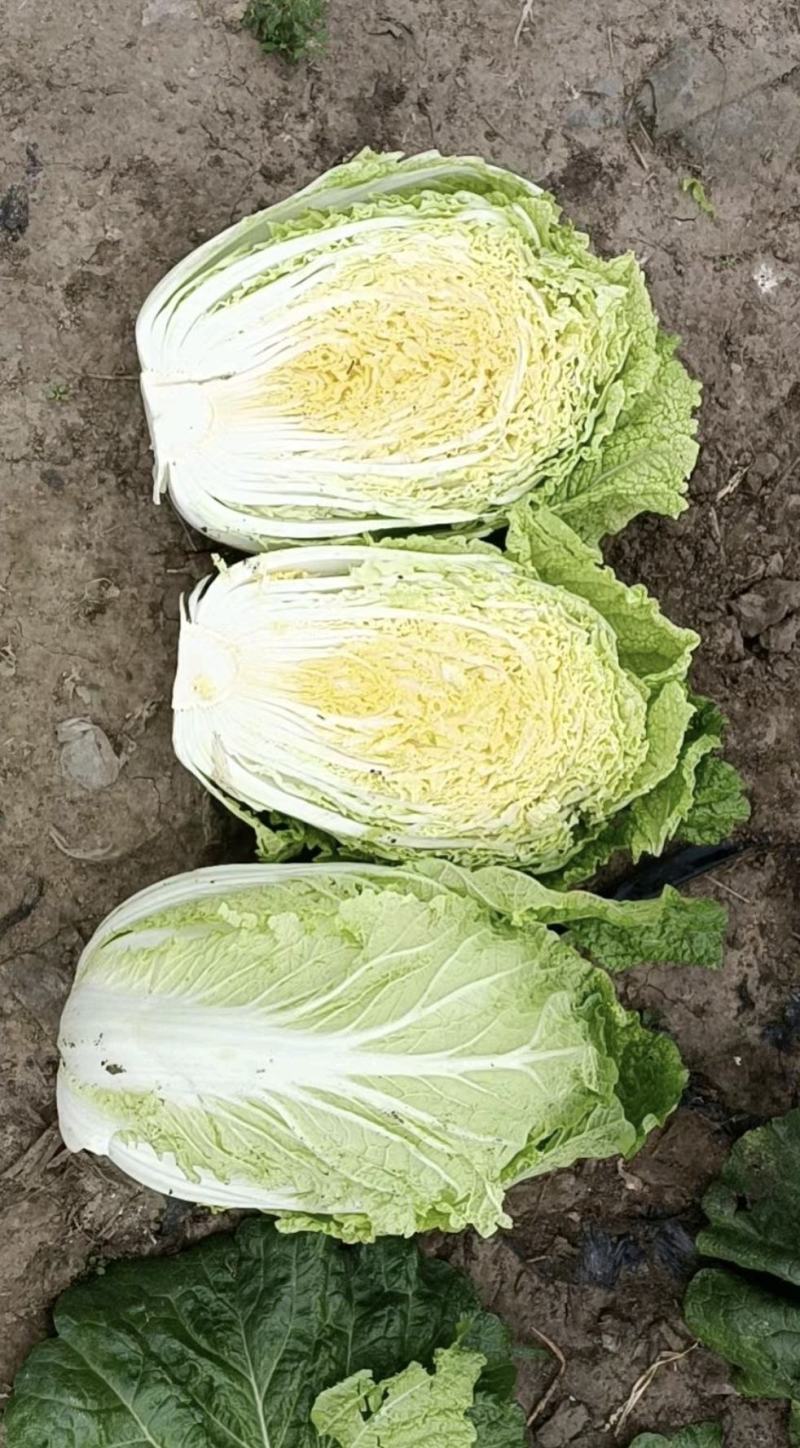 黄心白菜，黑龙江产地发货，大量上市有要的联系我