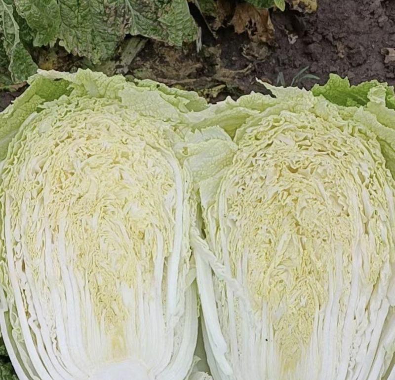 黄心白菜，黑龙江产地发货，大量上市有要的联系我