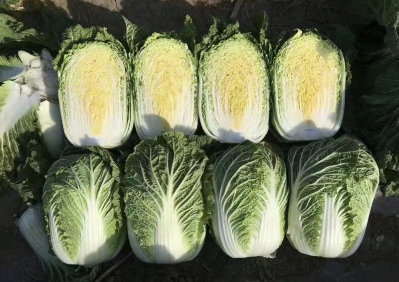 黄心白菜，黑龙江产地发货，大量上市有要的联系我