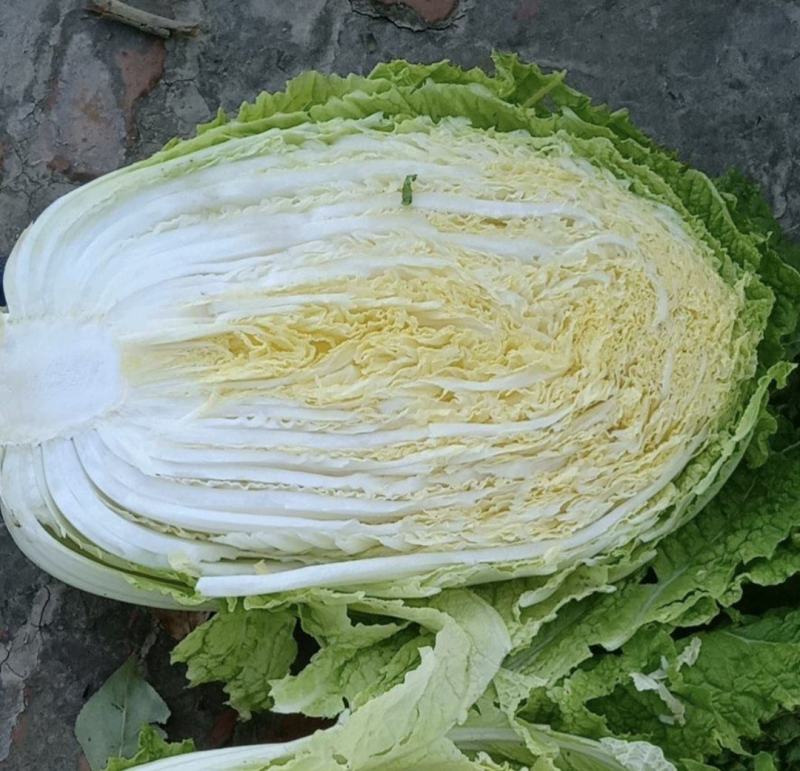 黄心白菜，黑龙江产地发货，大量上市有要的联系我