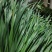 精品韭菜