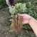 甜宝草莓苗脱毒苗，现挖苗，提供种植，管理技术