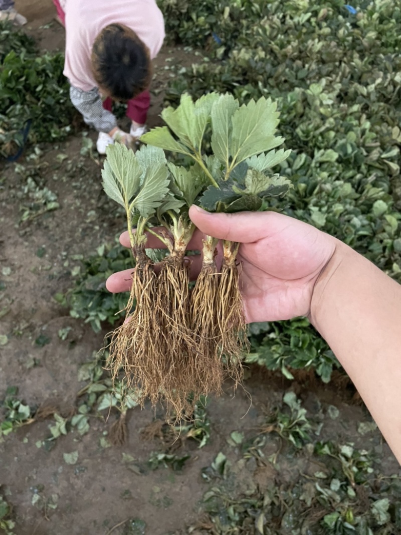 甜宝草莓苗脱毒苗，现挖苗，提供种植，管理技术