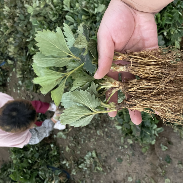 甜宝草莓苗脱毒苗，现挖苗，提供种植，管理技术