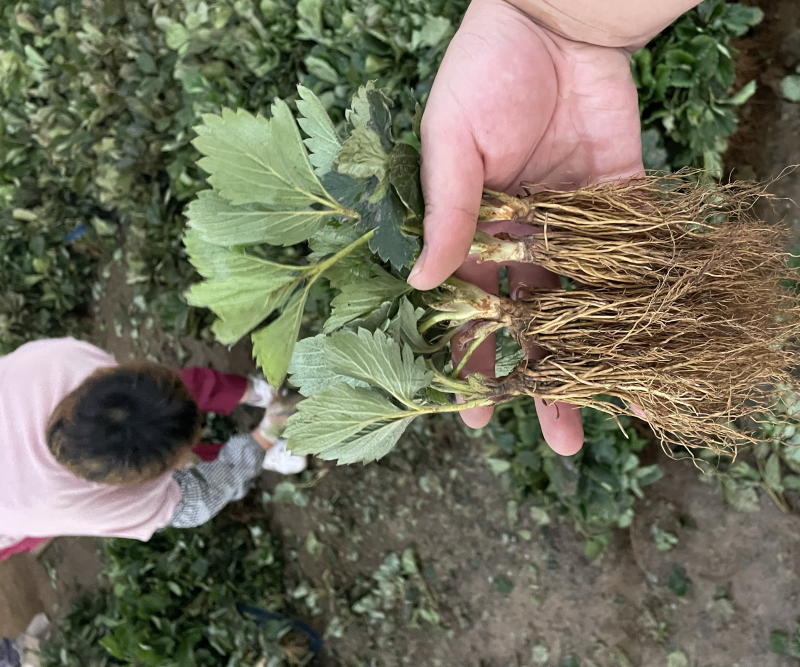 甜宝草莓苗脱毒苗，现挖苗，提供种植，管理技术