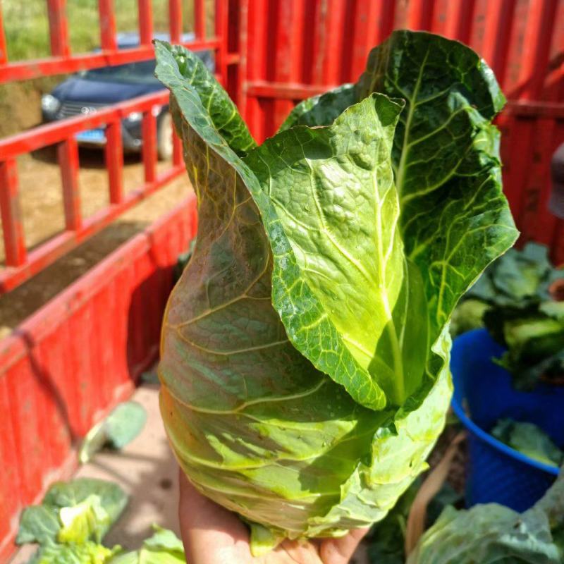 牛心菜