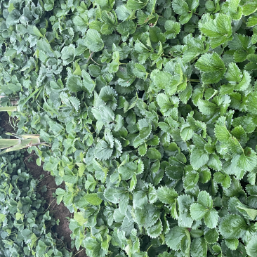 香野，隋珠草莓苗提供种植，后期管理，可签合同