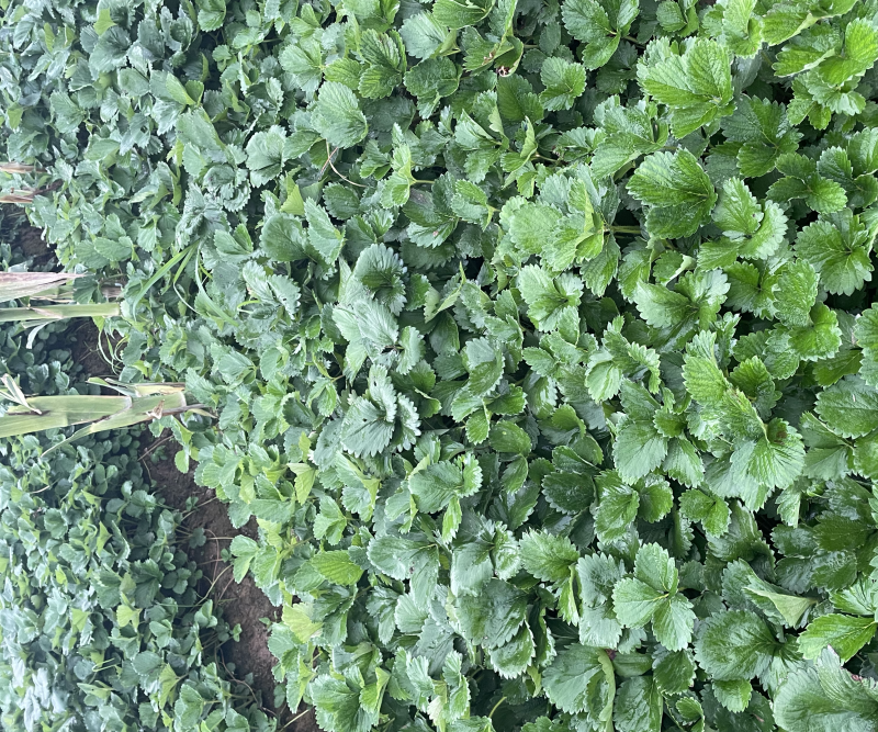香野，隋珠草莓苗提供种植，后期管理，可签合同