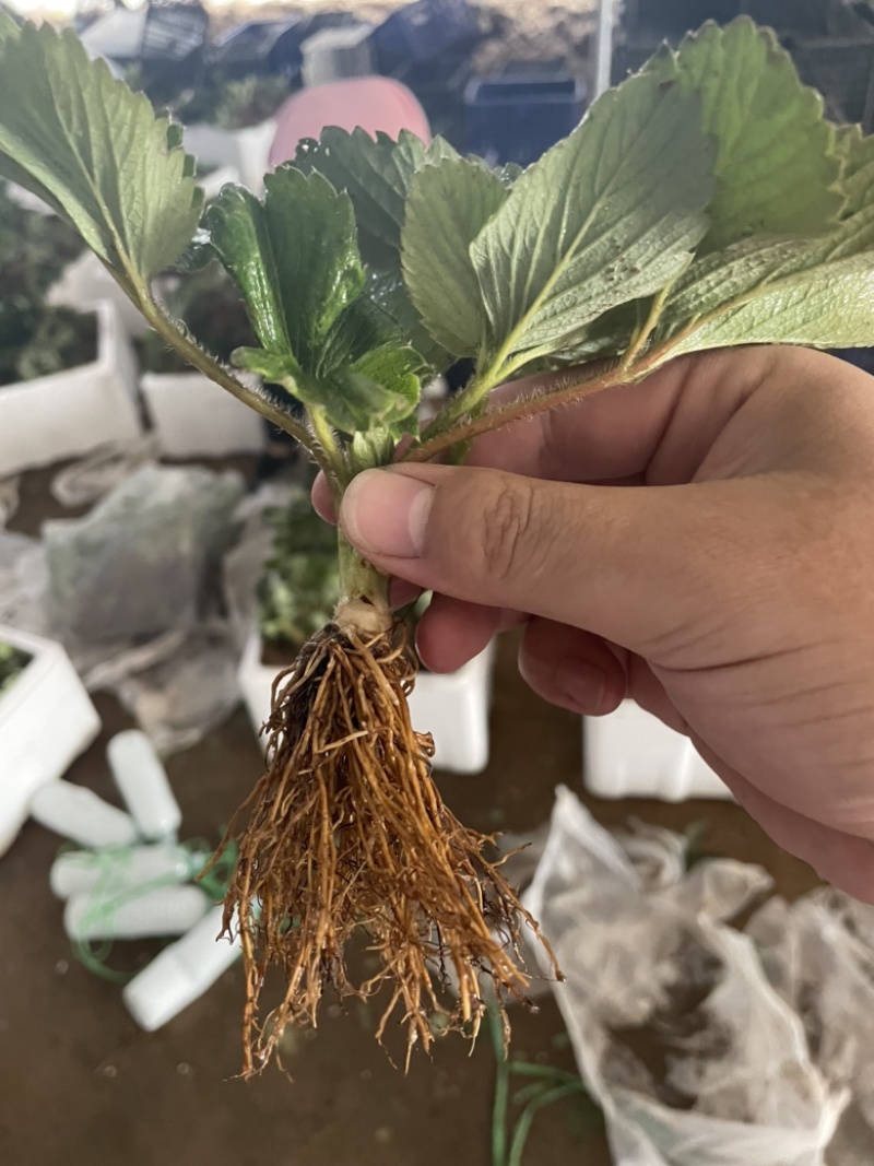 红颜草莓苗，脱毒苗，现挖现发，大量批发